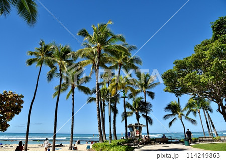 ハワイの休日 114249863