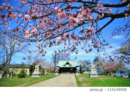 水天宮と桜 水天宮と桜 114249998