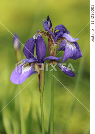 自然 植物 アヤメ、夏の季語。花言葉は「よい便り」「希望」「神秘」「愛」などだそうです① 自然 植物 アヤメ、夏の季語。花言葉は「よい便り」「希望」「神秘」「愛」などだそうです① 114250003