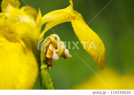 黄花ジャーマンアイリスの花とつぼみ（自然光＆ストロボ・マクロレンズ接写） 114250020