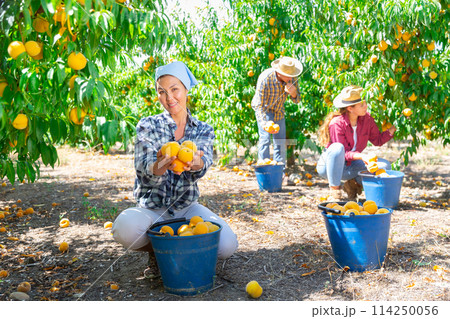 Smiling Asian female farm worker holding peaches in orchard 114250056