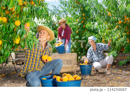 Confident farmer harvesting ripe peaches in summer orchard 114250087