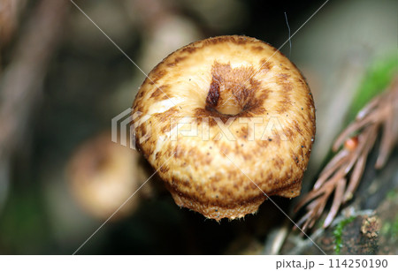 山中の朽木に自生する未成熟のアミスギタケ茸（自然光＆ストロボ・マクロレンズ接写） 114250190