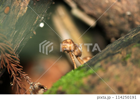 山中の朽木に自生する未成熟のアミスギタケ茸（自然光＆ストロボ・マクロレンズ接写） 114250191