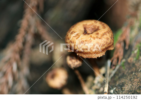 山中の朽木に自生する未成熟のアミスギタケ茸（自然光＆ストロボ・マクロレンズ接写） 114250192