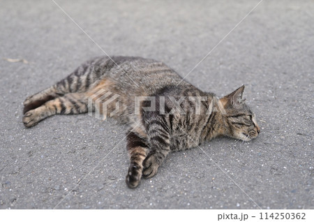道端で横になるとら猫 道端で横になるとら猫 114250362