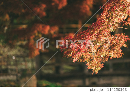 高浜市 大山緑地公園の紅葉のライトアップ 高浜市 大山緑地公園の紅葉のライトアップ 114250368
