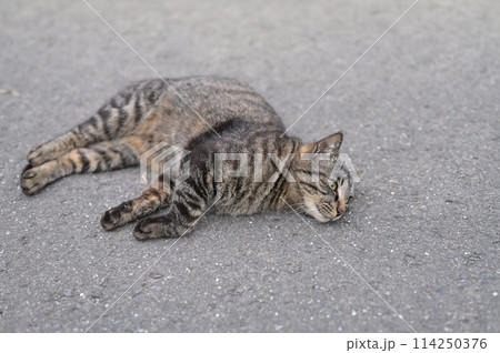 道端で横になるとら猫 道端で横になるとら猫 114250376