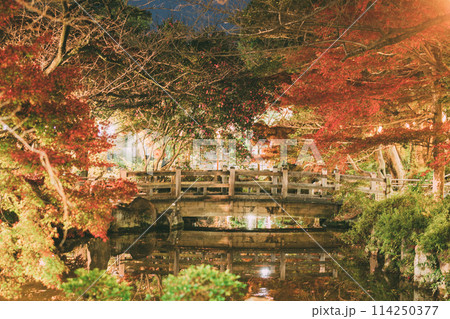 高浜市 大山緑地公園の紅葉のライトアップ 高浜市 大山緑地公園の紅葉のライトアップ 114250377