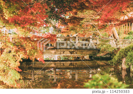 高浜市　大山緑地公園の紅葉のライトアップ 114250383