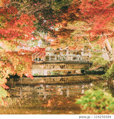 高浜市 大山緑地公園の紅葉のライトアップ 高浜市 大山緑地公園の紅葉のライトアップ 114250384