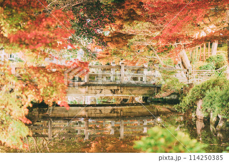 高浜市 大山緑地公園の紅葉のライトアップ 高浜市 大山緑地公園の紅葉のライトアップ 114250385
