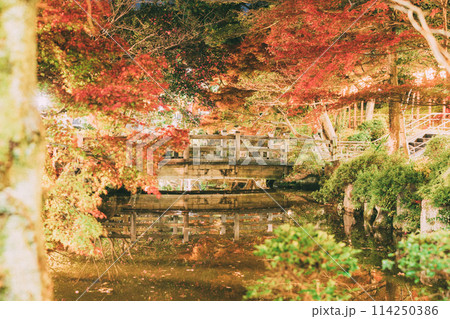 高浜市 大山緑地公園の紅葉のライトアップ 高浜市 大山緑地公園の紅葉のライトアップ 114250386