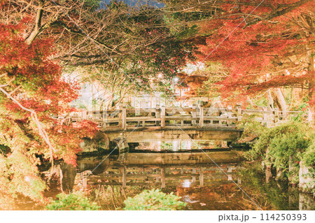 高浜市　大山緑地公園の紅葉のライトアップ 114250393