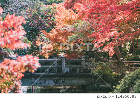 高浜市 大山緑地公園の紅葉 高浜市 大山緑地公園の紅葉 114250395