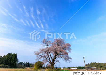 宮崎県国富町の大坪の一本桜 114250476