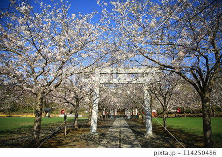 満開桜 満開桜 114250486