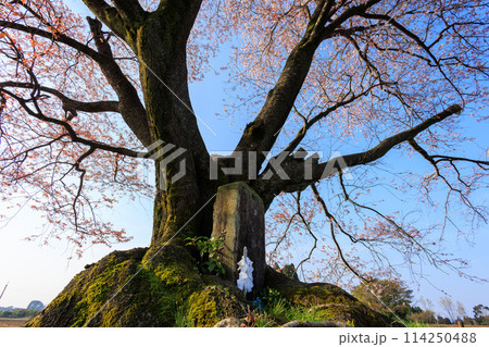 宮崎県国富町の大坪の一本桜 114250488