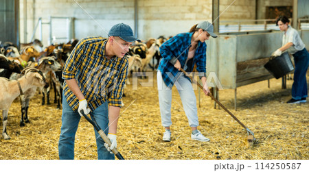 Focused breeder of small cattle cleaning goat shelter Focused breeder of small cattle cleaning goat shelter 114250587