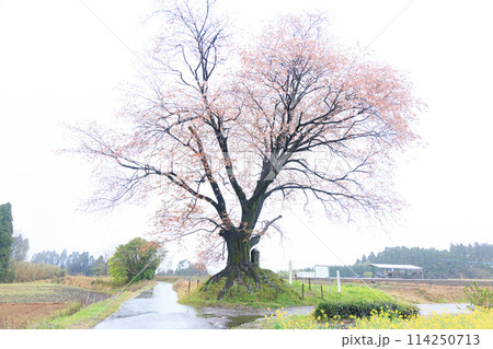 雨の大坪の一本桜 雨の大坪の一本桜 114250713