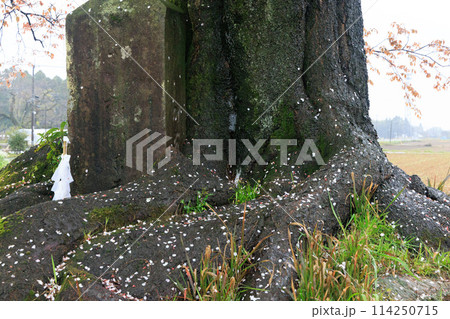 雨の大坪の一本桜 雨の大坪の一本桜 114250715
