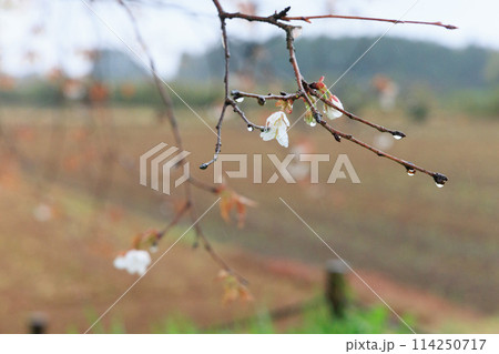 雨の大坪の一本桜 雨の大坪の一本桜 114250717