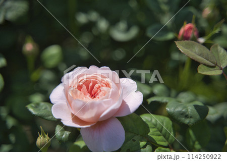 デビッド·オースチン·ロージズ イングリッシュローズガーデンのバラ 114250922