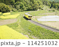 菜の花と大船渡線 114251032