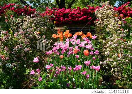 春の花壇 春の花壇 114251118