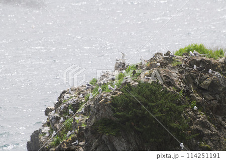 三陸海岸のウミネコ繁殖地 114251191