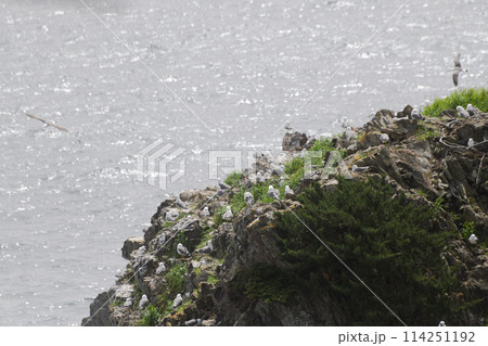 三陸海岸のウミネコ繁殖地 114251192