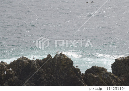 三陸海岸のウミネコ繁殖地 114251194