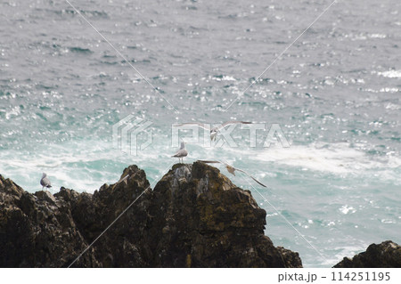 三陸海岸のウミネコ繁殖地 三陸海岸のウミネコ繁殖地 114251195