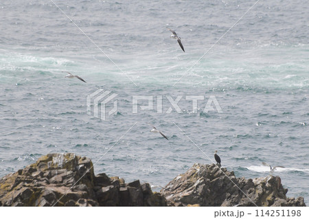 三陸海岸のウミネコ繁殖地 三陸海岸のウミネコ繁殖地 114251198