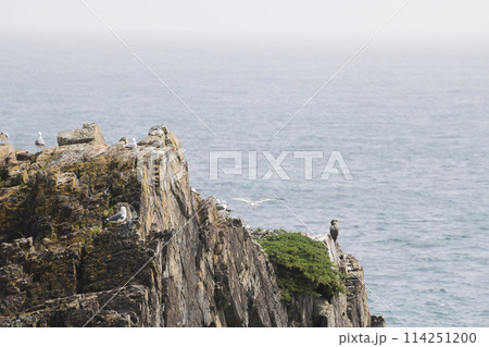 三陸海岸のウミネコ繁殖地 114251200