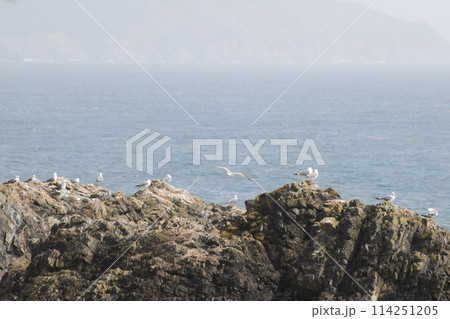 三陸海岸のウミネコ繁殖地 三陸海岸のウミネコ繁殖地 114251205