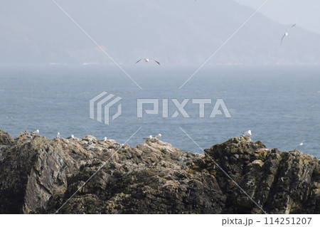 三陸海岸のウミネコ繁殖地 三陸海岸のウミネコ繁殖地 114251207