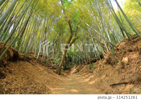 東京都・八王子市・滝山公園の竹林 114251261