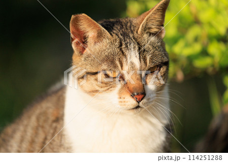 猫の写真 114251288