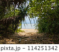 観光で訪れた石垣島のビーチへ続く草のトンネル 114251342