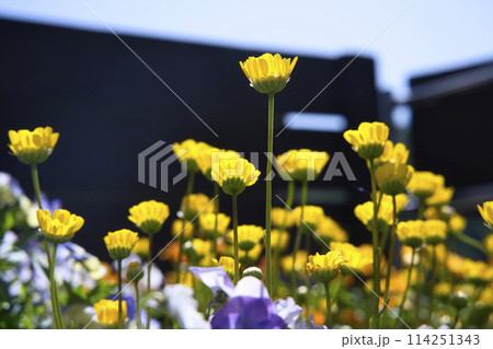 緑化センターのクリサンセマム・ムルチコーレ 緑化センターのクリサンセマム・ムルチコーレ 114251343