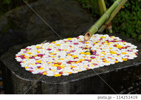 茨城家笠間市 笠間稲荷神社 菊祭り 茨城家笠間市 笠間稲荷神社 菊祭り 114251419