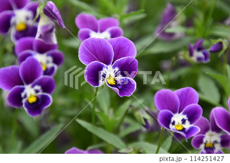 宇治植物園 宇治植物園 114251427