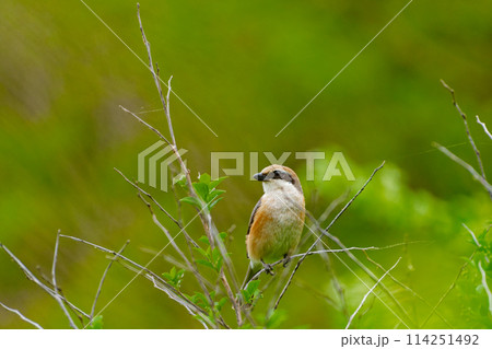 枝に止まるモズ科モズ♂ 114251492