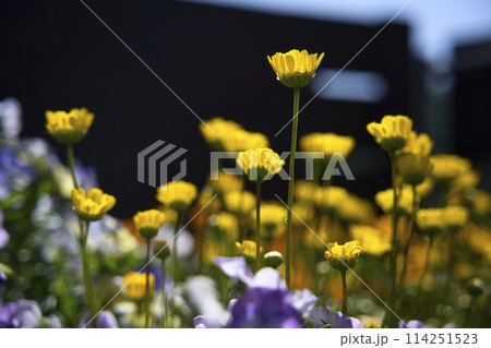 和歌山県緑化センターのクリサンセマム・ムルチコーレ 和歌山県緑化センターのクリサンセマム・ムルチコーレ 114251523
