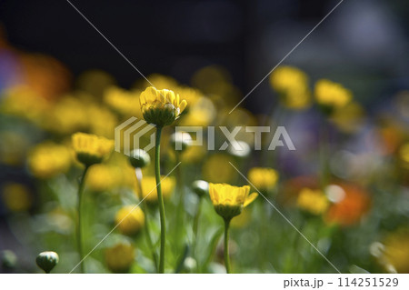 和歌山県緑化センターのクリサンセマム・ムルチコーレ 114251529