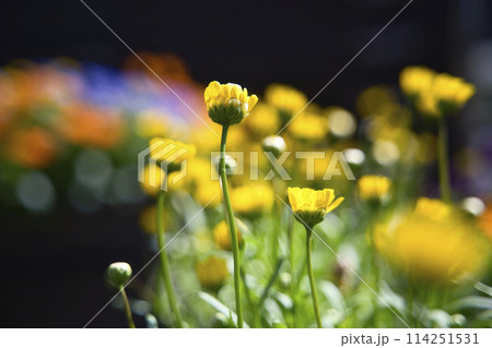 和歌山県緑化センターのクリサンセマム・ムルチコーレ 114251531