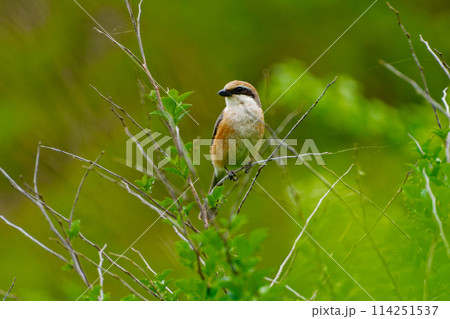 枝に止まるモズ科モズ♂ 114251537