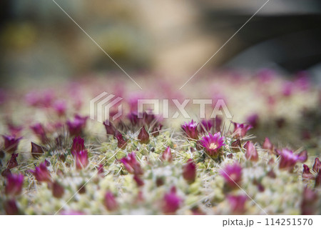 和歌山県緑化センターのサボテンの花 和歌山県緑化センターのサボテンの花 114251570