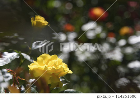 和歌山県緑化センターのバラ 114251600